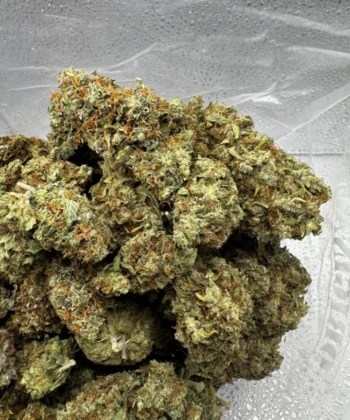 IMG_2545_redcolognese