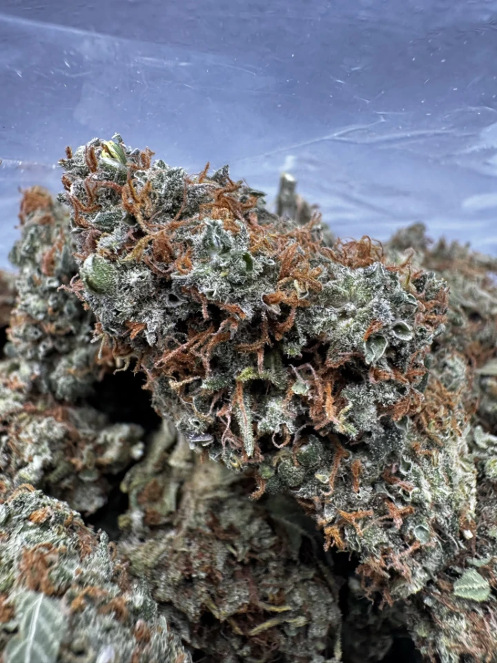 IMG_2546_redcolognese