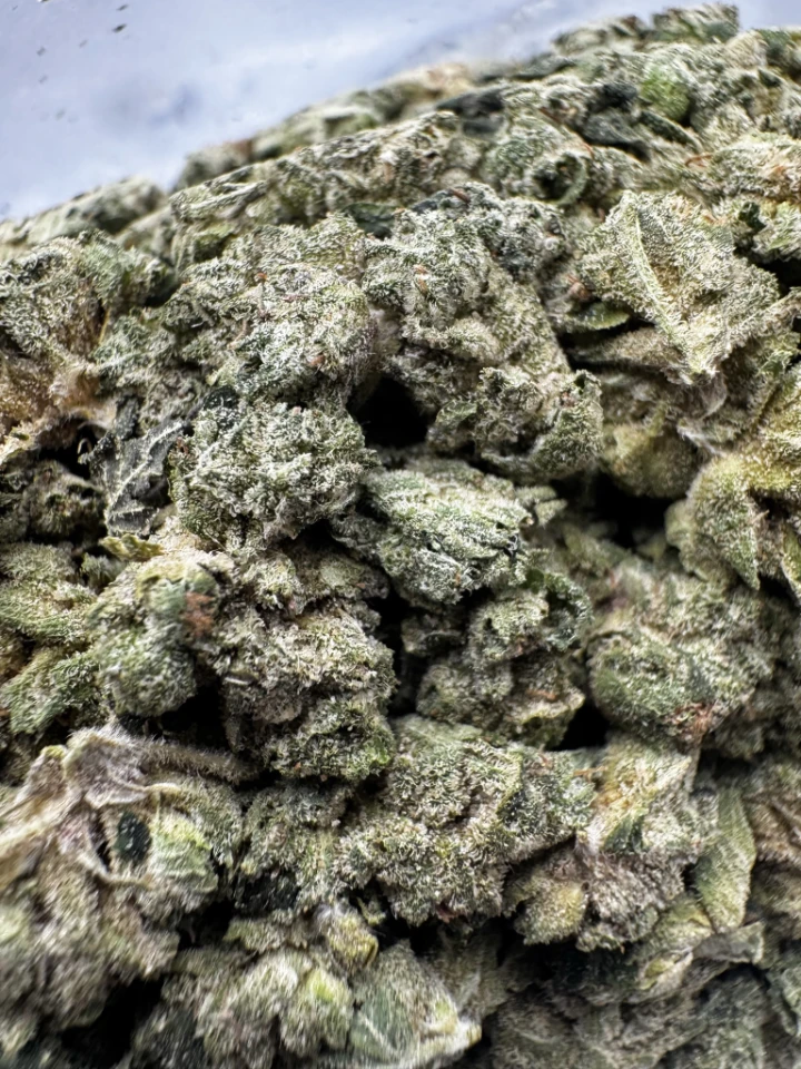 IMG_2628Captains Pink (Smalls)