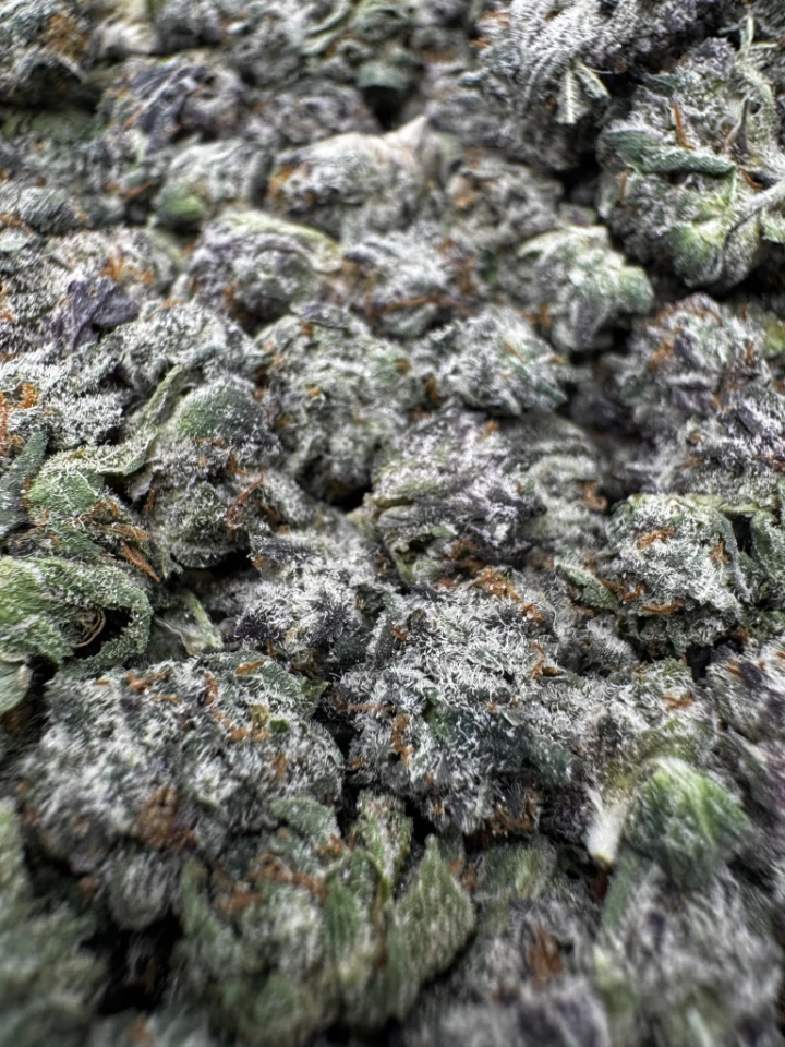 IMG_2640Platinum Oreoz (Smalls)